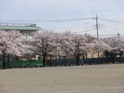 学校花壇 深谷市立上柴西小学校